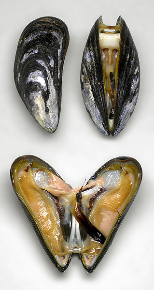 Protein-based adhesive of mussels cross-link in  water creating a solid adhesive plaque that can  attach, or stick to, a large variety of substrates. Source: WikiMedia Commons 