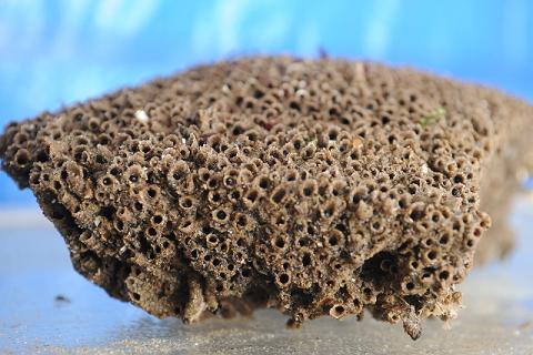 A colony of sandcastle worm 