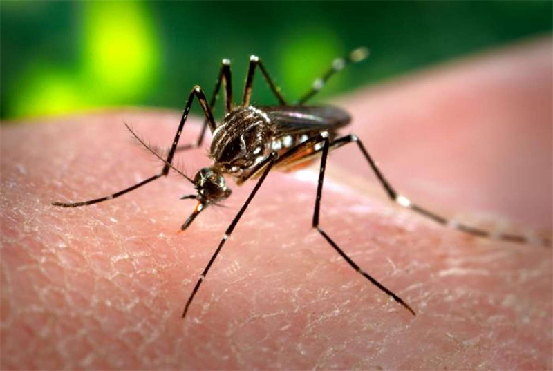 Mosquito, zika