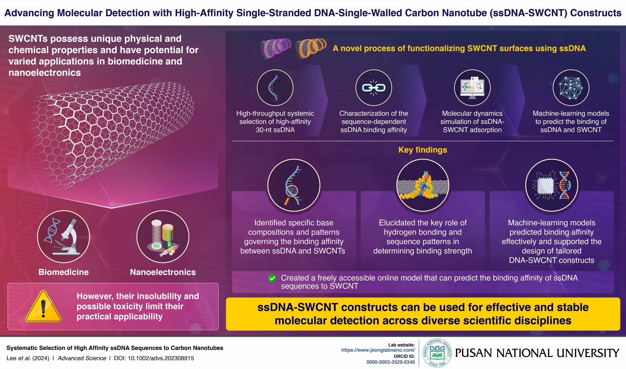 DNA interplay with carbon nanotubes